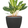 Aglaonema „Key Lime” în ghiveci Baq Polystone Plain