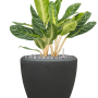 Aglaonema „Key Lime” în ghiveci Baq Polystone Plain