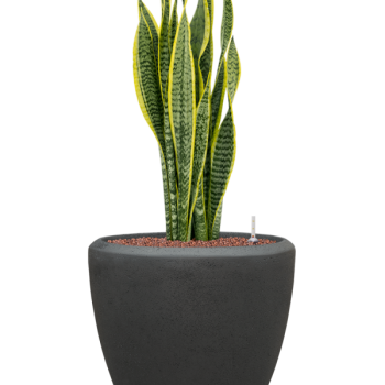 Sansevieria trifasciata 'Laurentii' în ghiveci Baq Polystone Plain