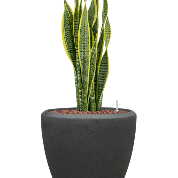 Sansevieria trifasciata 'Laurentii' în ghiveci Baq Polystone Plain Sansevieria trifasciata 'Laurentii' în ghiveci Baq Polystone Plain