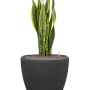 Sansevieria trifasciata 'Laurentii' în ghiveci Baq Polystone Plain
