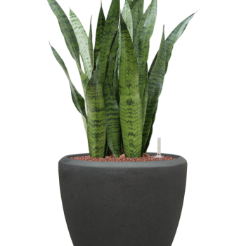 Sansevieria zeylanica în ghiveci Baq Polystone Plain Sansevieria zeylanica în ghiveci Baq Polystone Plain