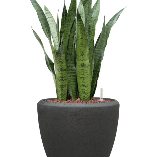 Sansevieria zeylanica în ghiveci Baq Polystone Plain Sansevieria zeylanica în ghiveci Baq Polystone Plain