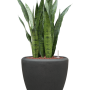 Sansevieria zeylanica în ghiveci Baq Polystone Plain