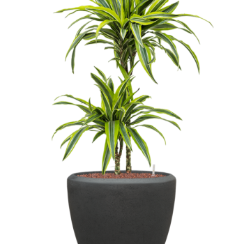 Dracaena fragrans 'Lemon Lime' în ghiveci Baq Polystone Plain