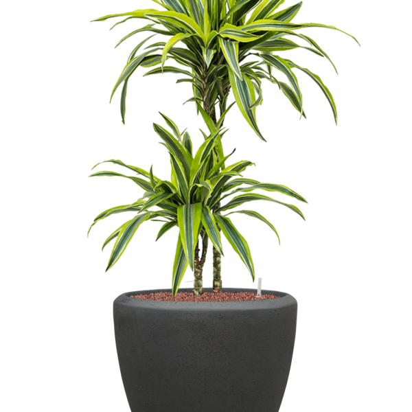 Dracaena fragrans 'Lemon Lime' în ghiveci Baq Polystone Plain
