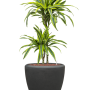Dracaena fragrans 'Lemon Lime' în ghiveci Baq Polystone Plain