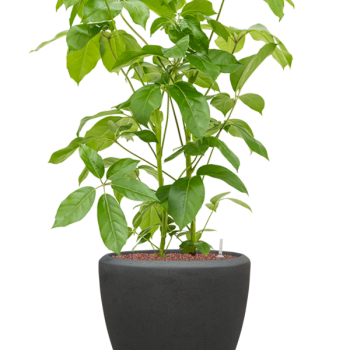 Schefflera actinophylla 'Amate' în ghiveci Baq Polystone Plain