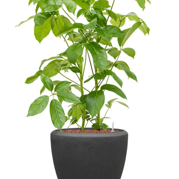 Schefflera actinophylla 'Amate' în ghiveci Baq Polystone Plain Schefflera actinophylla 'Amate' în ghiveci Baq Polystone Plain