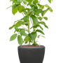 Schefflera actinophylla 'Amate' în ghiveci Baq Polystone Plain