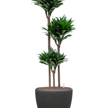 Dracaena fragrans 'Compacta' în ghiveci Baq Polystone Plain Dracaena fragrans 'Compacta' în ghiveci Baq Polystone Plain