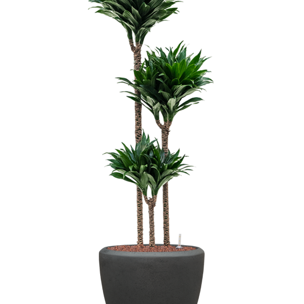 Dracaena fragrans 'Compacta' în ghiveci Baq Polystone Plain