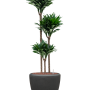 Dracaena fragrans 'Compacta' în ghiveci Baq Polystone Plain