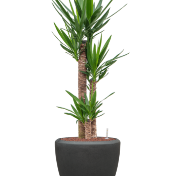 Yucca elephantipes în câmpia Baq Polystone Yucca elephantipes în câmpia Baq Polystone