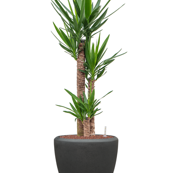 Yucca elephantipes în câmpia Baq Polystone Yucca elephantipes în câmpia Baq Polystone