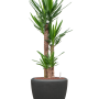 Yucca elephantipes în câmpia Baq Polystone