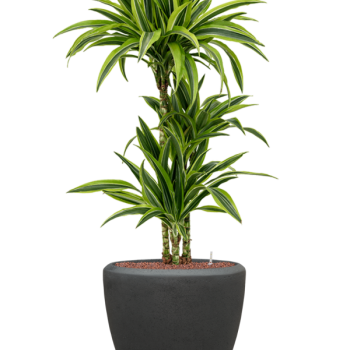 Dracaena fragrans 'Lemon Lime' în ghiveci Baq Polystone Plain