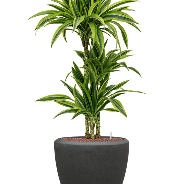 Dracaena fragrans 'Lemon Lime' în ghiveci Baq Polystone Plain