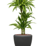 Dracaena fragrans 'Lemon Lime' în ghiveci Baq Polystone Plain