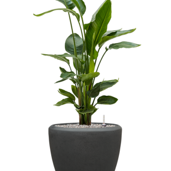 Strelitzia nicolai în vasul Baq Polystone Plain Strelitzia nicolai în vasul Baq Polystone Plain