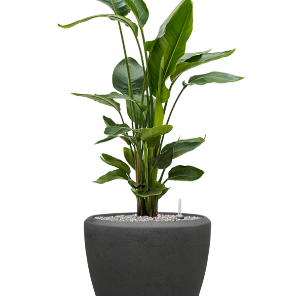 Strelitzia nicolai în vasul Baq Polystone Plain Strelitzia nicolai în vasul Baq Polystone Plain