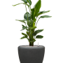Strelitzia nicolai în vasul Baq Polystone Plain