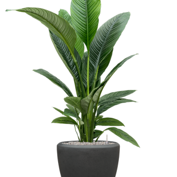 Spathiphyllum „Sensation” în ghiveci Baq Polystone simplu Spathiphyllum „Sensation” în ghiveci Baq Polystone simplu
