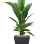 Spathiphyllum „Sensation” în ghiveci Baq Polystone simplu