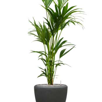 Kentia (Howea) forsteriana în ghiveci Baq Polystone Plain Kentia (Howea) forsteriana în ghiveci Baq Polystone Plain