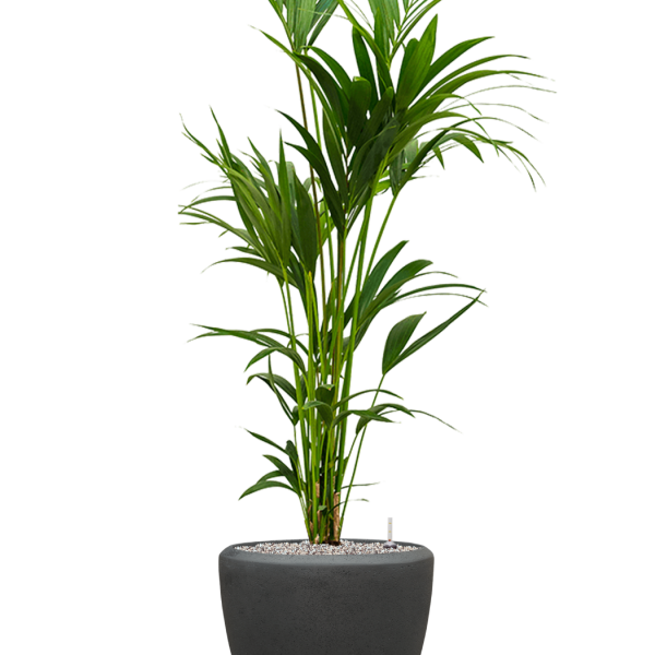 Kentia (Howea) forsteriana în ghiveci Baq Polystone Plain