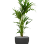 Kentia (Howea) forsteriana în ghiveci Baq Polystone Plain