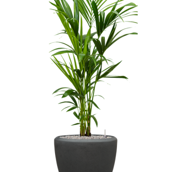 Kentia (Howea) forsteriana în vasul Baq Polystone Plain