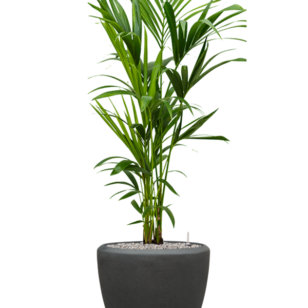 Kentia (Howea) forsteriana în vasul Baq Polystone Plain