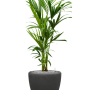 Kentia (Howea) forsteriana în vasul Baq Polystone Plain