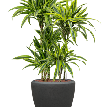 Dracaena fragrans 'Lemon Lime' în ghiveci Baq Polystone Plain