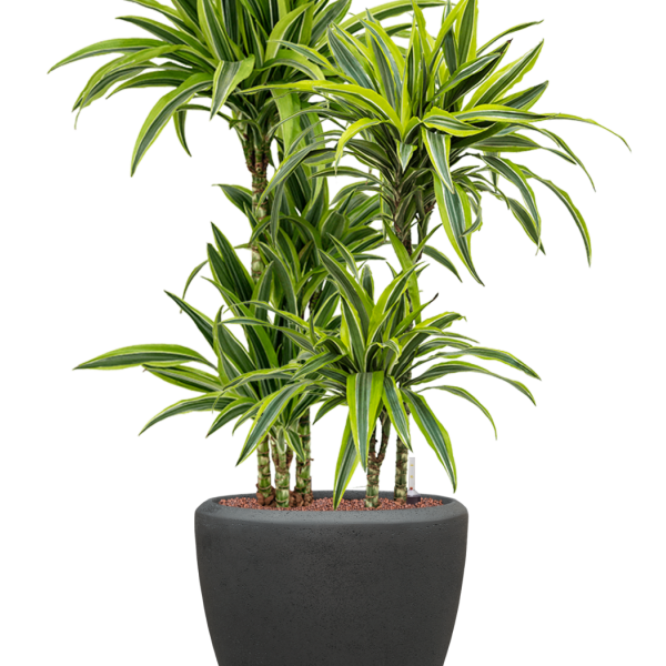 Dracaena fragrans 'Lemon Lime' în ghiveci Baq Polystone Plain