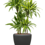 Dracaena fragrans 'Lemon Lime' în ghiveci Baq Polystone Plain