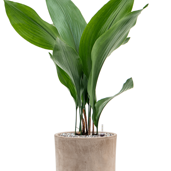 Aspidistra elatior în ghiveci de teracotă Aspidistra elatior în ghiveci de teracotă
