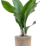 Aspidistra elatior în ghiveci de teracotă