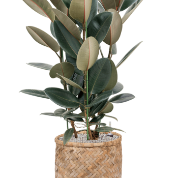 Ficus elastica 'Abidjan' în stil boem