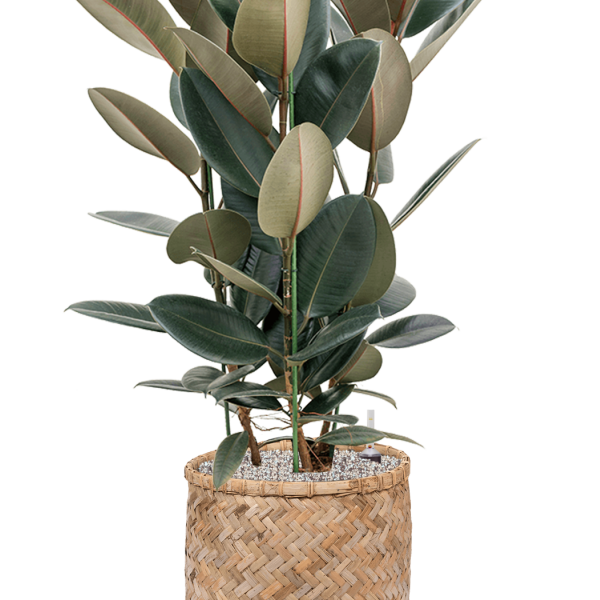 Ficus elastica 'Abidjan' în stil boem