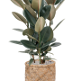 Ficus elastica 'Abidjan' în stil boem