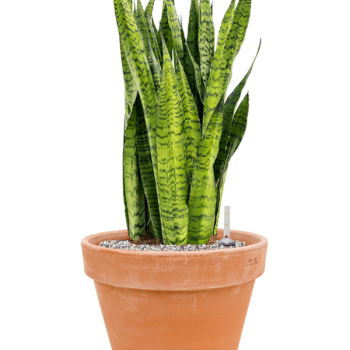 Sansevieria zeylanica în ghiveci de teracotă Sansevieria zeylanica în ghiveci de teracotă