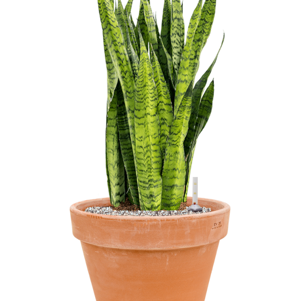 Sansevieria zeylanica în ghiveci de teracotă Sansevieria zeylanica în ghiveci de teracotă
