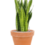 Sansevieria zeylanica în ghiveci de teracotă