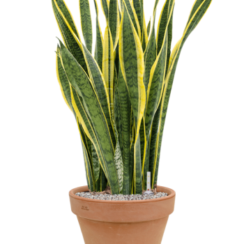 Sansevieria trifasciata 'Laurentii' în ghiveci de teracotă