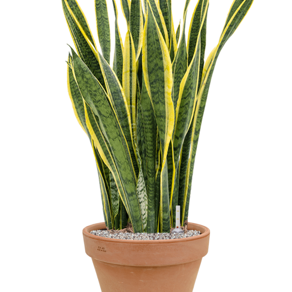 Sansevieria trifasciata 'Laurentii' în ghiveci de teracotă Sansevieria trifasciata 'Laurentii' în ghiveci de teracotă