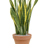 Sansevieria trifasciata 'Laurentii' în ghiveci de teracotă