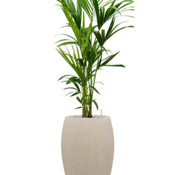 Kentia (Howea) forsteriana în ghiveciul Baq Raindrop Kentia (Howea) forsteriana în ghiveciul Baq Raindrop