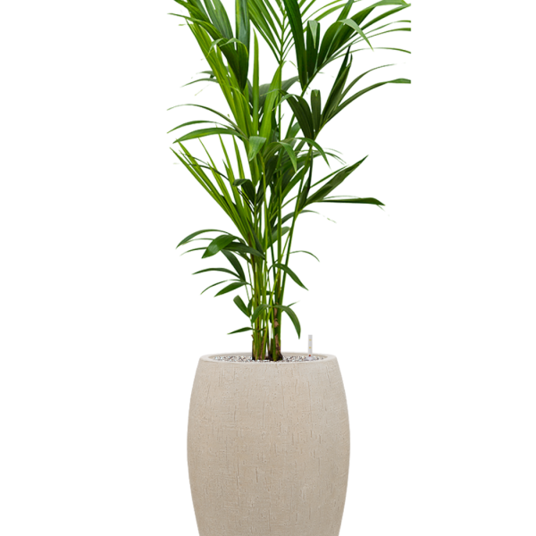 Kentia (Howea) forsteriana în ghiveciul Baq Raindrop
